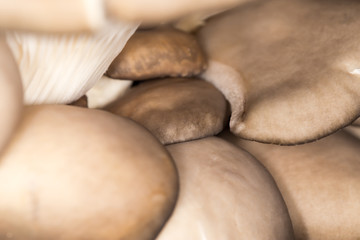 oyster mushrooms as a background. close-up