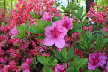 Azalea 