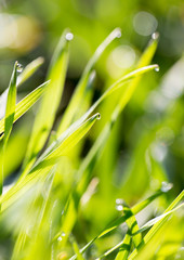 Fototapeta premium drops of dew on the grass