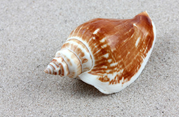 shell.