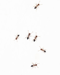 ants on a white wall. close-up