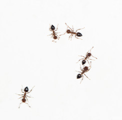 ants on a white wall. close-up