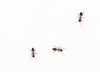 ants on a white wall. close-up