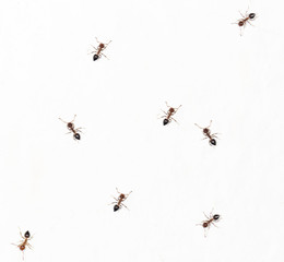 ants on a white wall. close-up