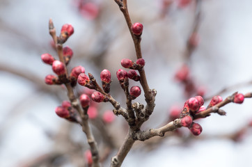 swollen buds with flowers on a tree in spring