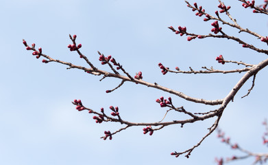 swollen buds with flowers on a tree in spring