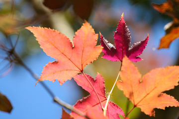 Colorful maple leaf with selective focus
