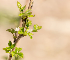 small pieces of raspberry spring