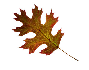 Autumn oak leaf.  Isolated.