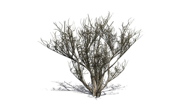 african olive shrub winter - isolated on white background