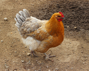 color live chicken