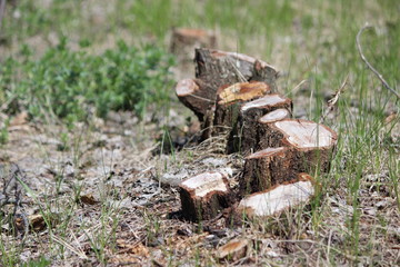 Пни на месте леса