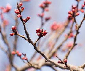 swollen buds with flowers on a tree in spring