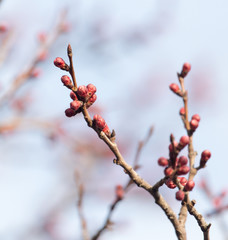 swollen buds with flowers on a tree in spring