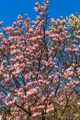 Pink magnolia branches.