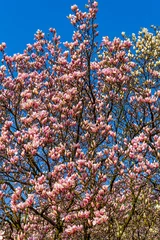 Photo sur Plexiglas Magnolia Pink magnolia branches.