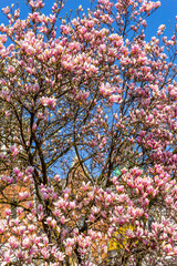 Pink magnolia branches.