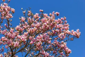 Photo sur Plexiglas Magnolia Branches de magnolia rose.
