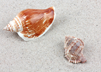 shells