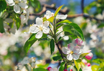 Fototapeta premium A blooming branch of an apple tree