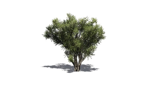 african olive shrub - isolated on white background