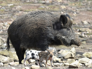 Wild boar (Sus scrofa)