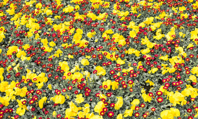 Garten voll mit Blumen zum Muttertag