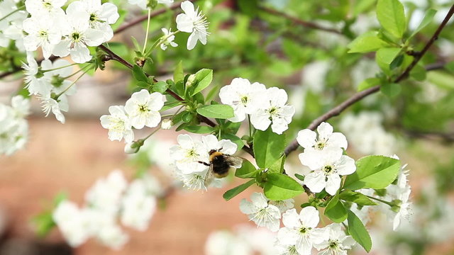 Bumblebee on cherry tree's blossoms