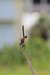 Gelbe Libelle