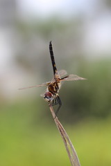 gelbe Libelle