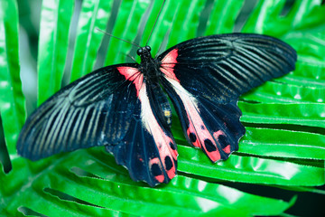 Fototapeta na wymiar butterfly on leaves