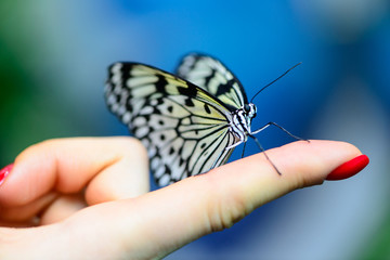 Fototapeta na wymiar butterfly on human finger