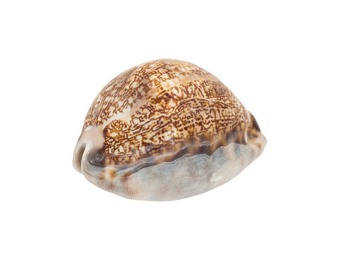 Arabian Cowrie sea shell - Mauritia arabica arabica