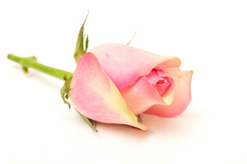 rose sur fond blanc