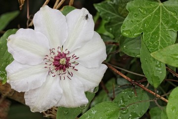 White clematis