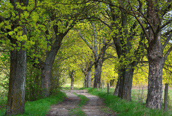 Spring trees and dirt road