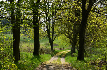 Spring trees and dirt road