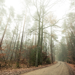 Obraz premium Pathway through the misty autumn forest