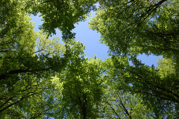 Obraz premium Forest