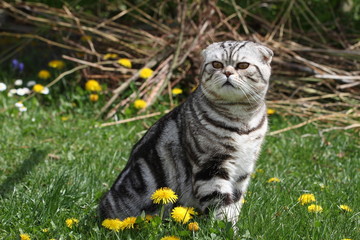 British Shorthair Cat / Cat sits on a green lawn.
