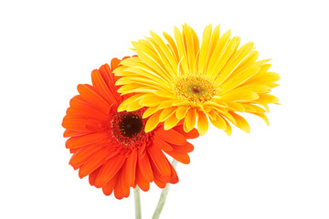 Bouquet of gerberas
