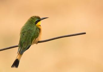 Little Bee-Eater on a twig, Tanzania
