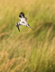 Pied Kingfisher hovering over a pond fishing, Tanzania