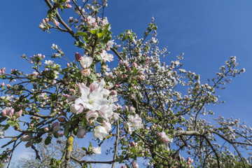 Apfelblüten im ersten Sonnenschein des Frühlings