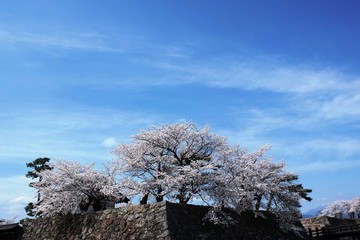 城壁の桜/青空のもとに満開に咲く桜たち