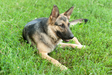 German Shepherd dog lying on the grass.