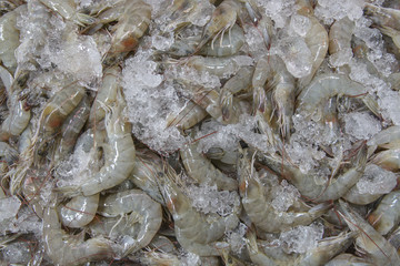 Fresh Shrimp in Thai market