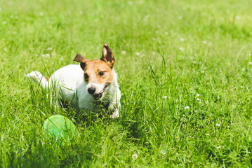 Small dog playing with plastic disk and smiling