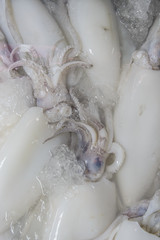 Fresh squid at fresh market, Thailand
