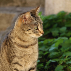 Brown tabby cat in the garden. Selective focus. 